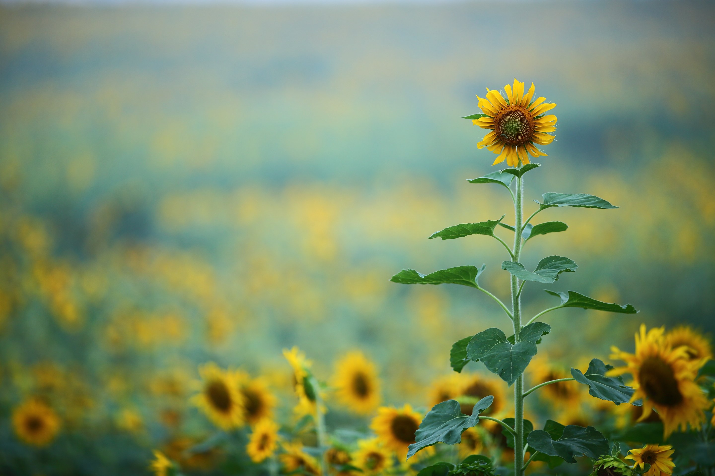 Sunflowers in the Field